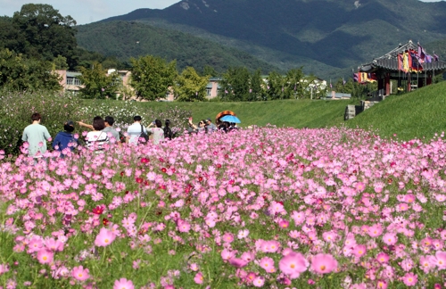충남 서산시 해미면 해미읍성 안에 조성한 코스모스 꽃길을 많은 시민들이 주말을 맞아 산책하거나 사진을 찍으며 즐겁게 지내고 있다.