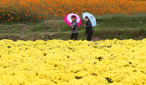 가을비가 촉촉이 내리는 12일 경남 함양군 상림경관단지에서 시민들이 가을향기 가득한 국화꽃 길을 우산을 쓰고 걷고 있다. (사진=연합뉴스)