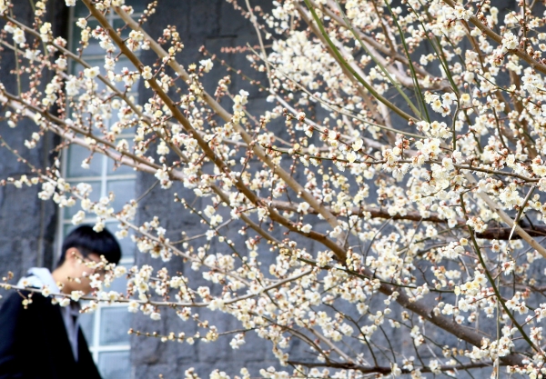 비교적 포근한 날씨를 보인 10일 제주 서귀포시 중앙도서관 앞 매화가 꽃을 활짝 피어 봄 소식을 전하고 있다. (사진=연합뉴스)