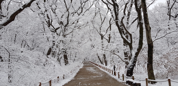 절기상 춘분(春分)인 21일 경남 함양군 함양읍 상림공원에 눈이 내려 겨울왕국을 만들었다. (사진=함양군 제공)