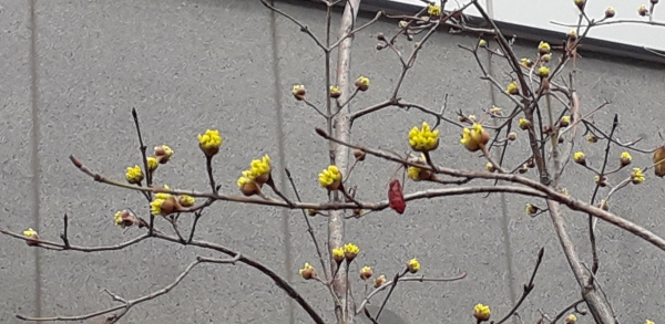 서울 구로구청 신청사 앞 산수유나무에 산수유 꽃망울이 터지느라 노랗게 맺혀있다.(사진=김용만기자)