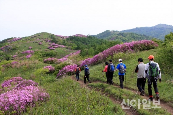 남원 운봉읍 지리산 바래봉 분홍빛 향연. (사진=남원시)