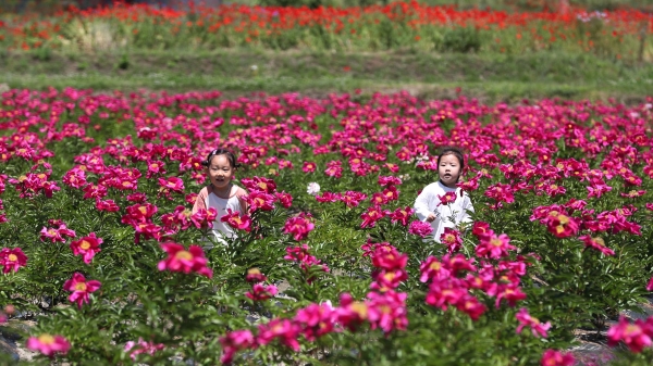 초여름 날씨를 보인 22일 오전 경남 함양군 상림공원 경관단지에서 어린이들이 활짝 핀 작약꽃길을 걷고 있다.(사진=연합뉴스)
