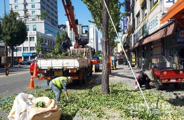 서울 영등포구가 총 4억원ㅇ르 투입해 은행나무 암나무 237그루를 수나무로 교체했다. (사진=영등포구)