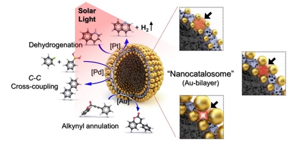 나노카탈라좀을 이용한 태양광-유도 화학반응그림(사진=포스텍)