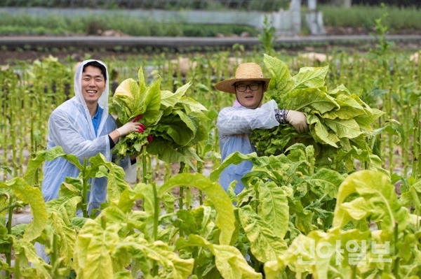 KT&G 원료본부와 김천공장 임직원들의 잎담배 수확 봉사활동 현장. (제공=KT&G)