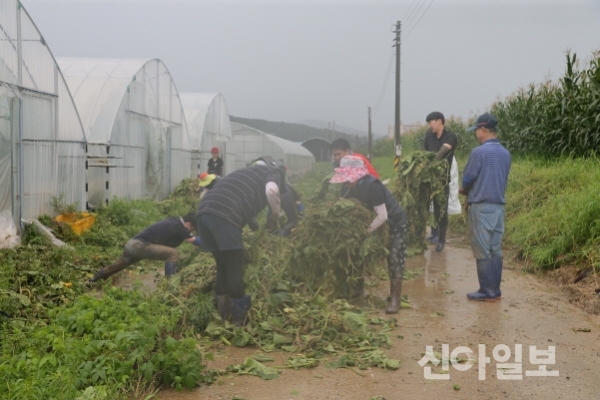 12일 김지철 교육감을 비롯해 50여명의 직원들이 천안시 소재 농가에서 호우피해 일손돕기를 하고 있다.(사진=충남교육청)