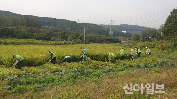 농협은행 IT부문 임직원들이 지난 14일 경기도 의왕시 고천동 왕림마을 들깨 농가를 방문해 들깨 수확 작업을 하고 있다. (사진=농협은행)