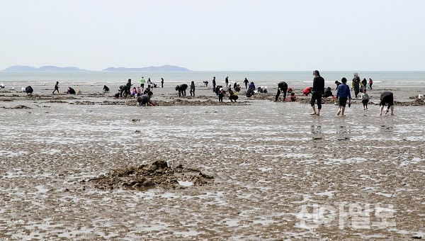 사진은 몽산포 해변에서 맛조개 잡기를 즐기고 있는 관광객 모습.(사진=태안군)