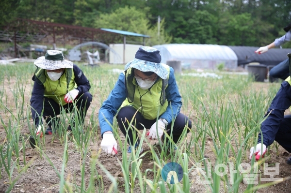 김인태 농협생명 대표이사(가운데)가 지난 4일 농협생명 임직원들과 함께 여주 도전4리에서 농가 일을 도왔다. (사진=농협생명)