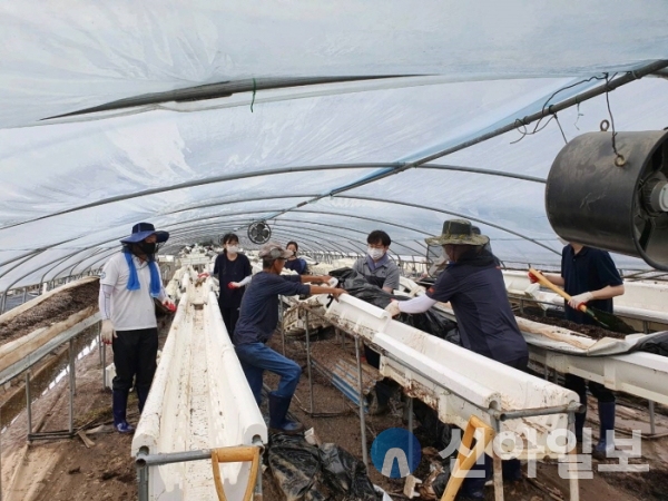 15일 충남도 농림축산국 직원들이 부여군의 한 피해농가에서 일손돕기를 하고 있다. (사진=충남도)