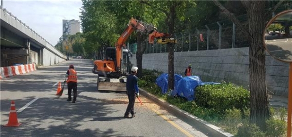 서울시 동작구가 가을철 도심 악취의 주범인 은행나무 열매를 신속히 처리하겠다고 29일 밝혔다. (사진=동작구)