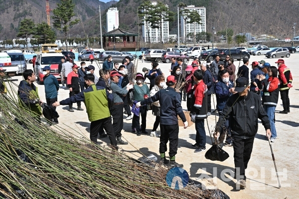 강원 정선군, 30일 제78회 식목일을 맞이하여 나무 나눠주기 행사를 했다. (사진=정선군)