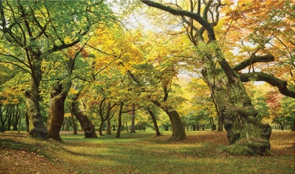 안정환-고요한 가을 숲(사진=포스코)