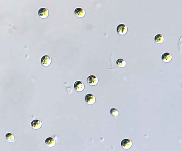 담수 미세조류인 클로렐라 소로키니아나(Chlorella sorokiniana)의 추출물 사진