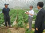 합천군, 감자 신품종 농가실증 재배