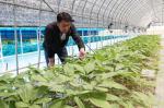 전북농기원, 인삼 비가림 하우스 재배기술 큰 호응