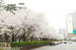 구로구 ‘벚꽃축제’ 앞당겨 10일부터 열린다
