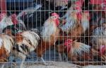 11일 자정부터 살아있는 닭·오리 유통 전면 금지
