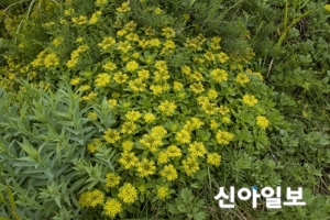 "독도 식물 학명에 다케시마?"… 일제잔재 꽃이름 바꾼다