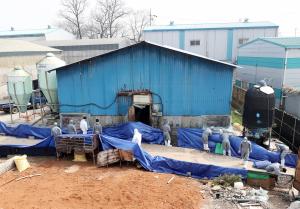 김포서 올해 첫 구제역 확진… 국내 최초 돼지 A형 감염