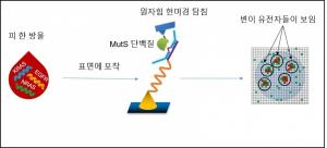 포스텍 박준원 교수, "유전자 증폭 없이 변이유전자 검출 가능"