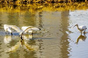 서산 호수공원서 먹이활동하는 멸종위기 노랑부리저어새