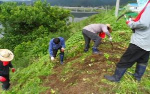 태백시, 생태계교란 식물 제거사업 참여자 모집