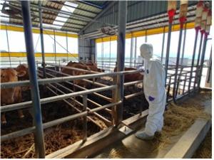 인천시, 동물병원 없는 도서지역 가축 무료 진료