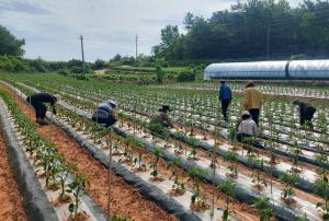 영암군 공무원들, 도포면 고추 재배농가 찾아 일손돕기