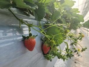 양구 딸기, 지역 활력화 작목으로 육성한다