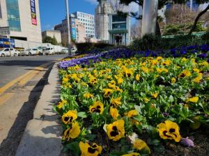 대전 중구, 봄꽃 식재로 아름다운 꽃도시 조성