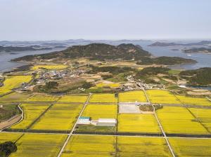 신안군, 2024 팔금 섬 유채꽃축제 취소