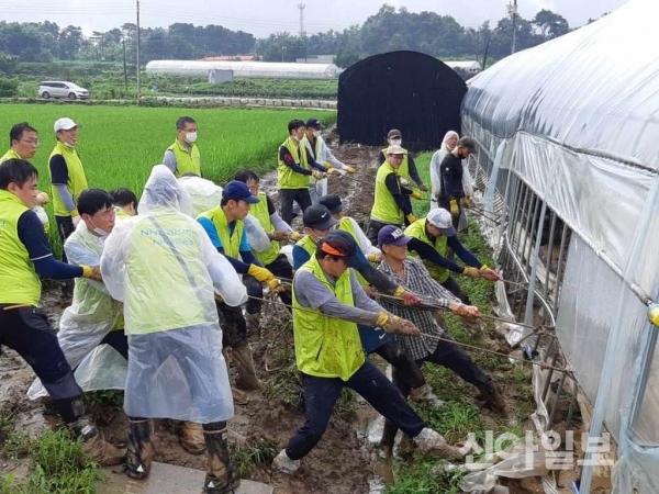농협은행 중앙본부 임직원들이 지난 8월11일 경기도 이천시 집중호우 피해 지역에서 폭우로 침수된 비닐하우스 복구 작업을 하고 있다. (사진=농협은행)