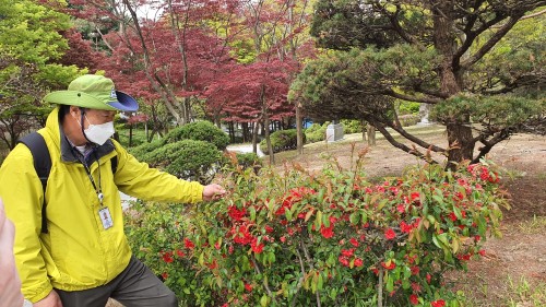 안복현 산림교육전문가(=숲해설가, 전. 대전시교육청 행정국장)가 17일 오전 9시, 사정공원에서 명자나무꽃에 관해 해설을 하고있다. (사진=정태경 기자)