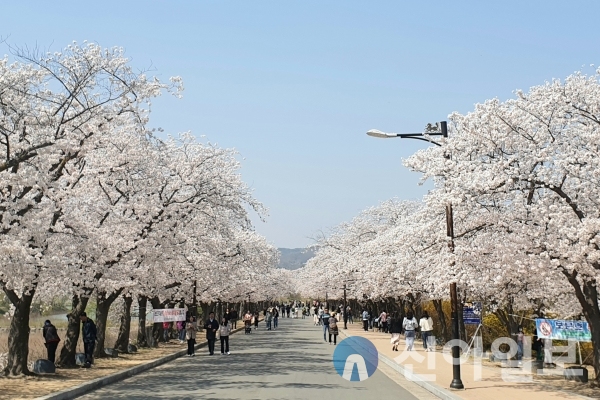 관광객들이 경주 보문단지내 만개한 벚꽃을 즐기고 있다.(사진=경북문화관광공사)