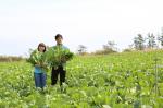 젊은 남매 농군, 유기농 절임배추로 억대 소득