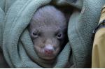 지리산에서 태어난 반달가슴곰 새끼