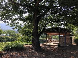함평군 해보면 모평마을숲, ‘국가산림문화자산’ 지정