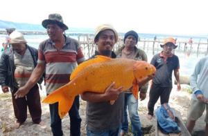 인도네시아 호수서 대형 금붕어 잡혀…재앙의 징조?