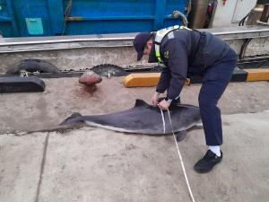 양양 인근 해상 숨진 쇠돌고래 발견