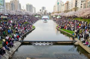 은평구, 불광천 벚꽃축제 ‘은평의 봄’ 개최
